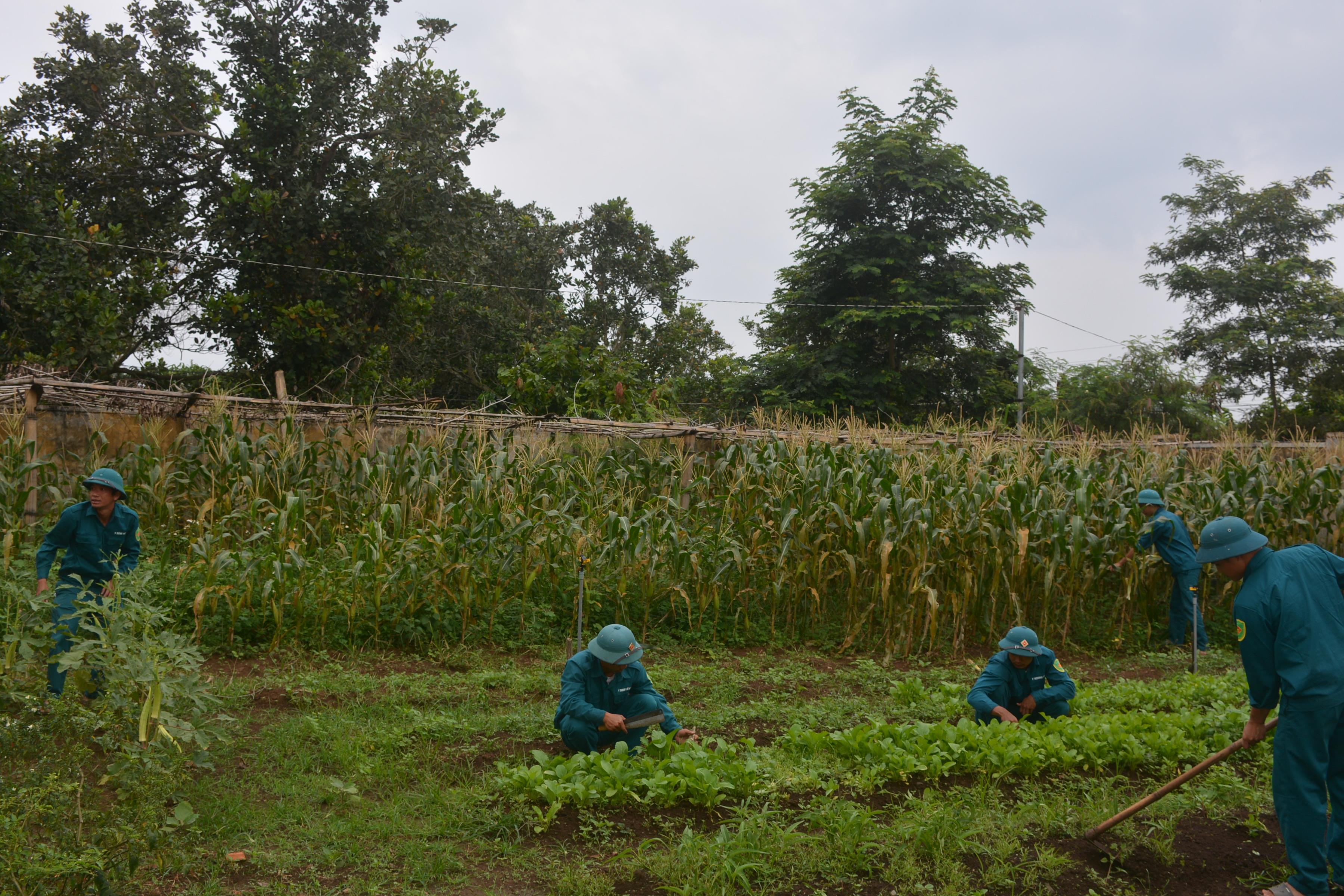 Vườn tăng gia sản xuất của dân quân xã Đắc Phơi

